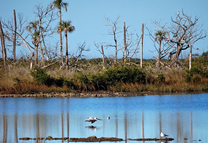 Birds flying over the shoreline