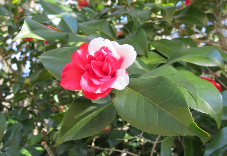 Camellia Flower at Eden Gardens