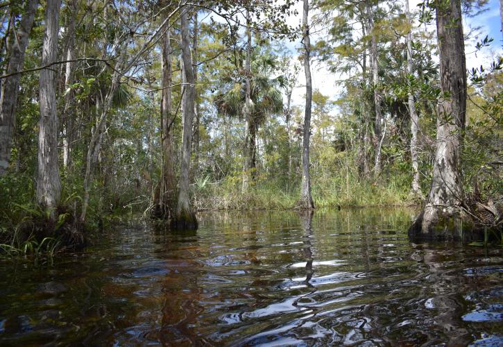 A view of the swamp in Fakahatchee Strand Preserve State Park..