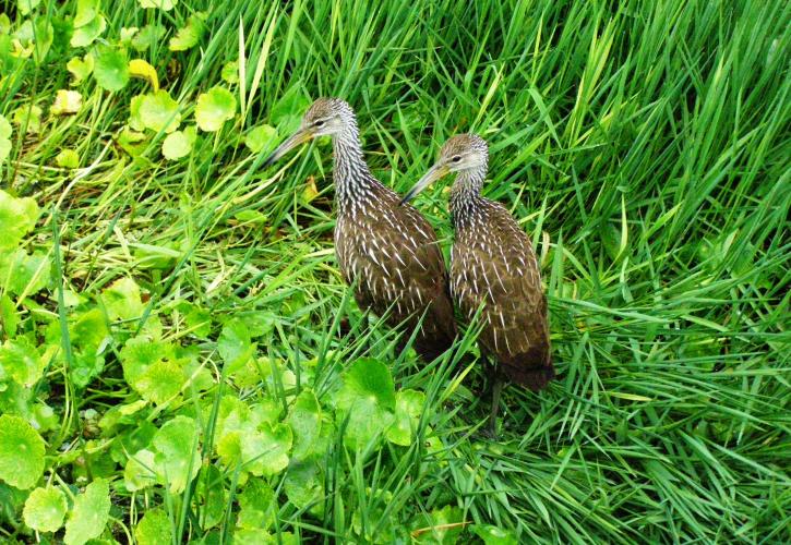 Limpkin Twins sitting in grass