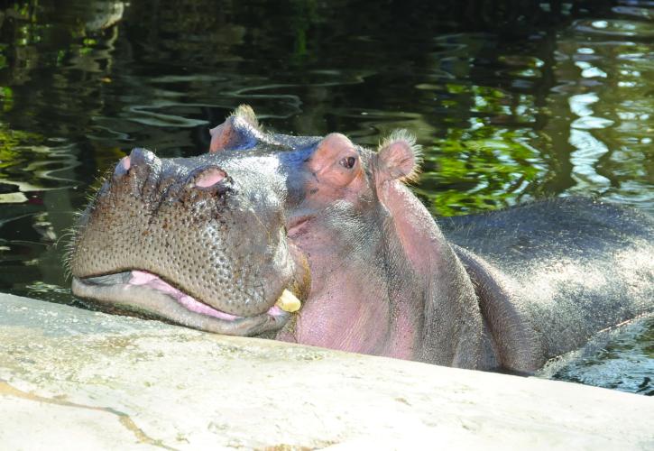Lou the Hippo
