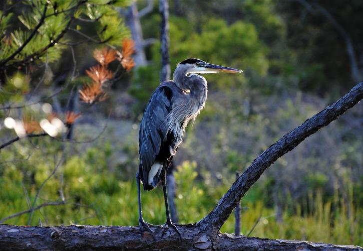 A great blue heron perches on a fallen pine