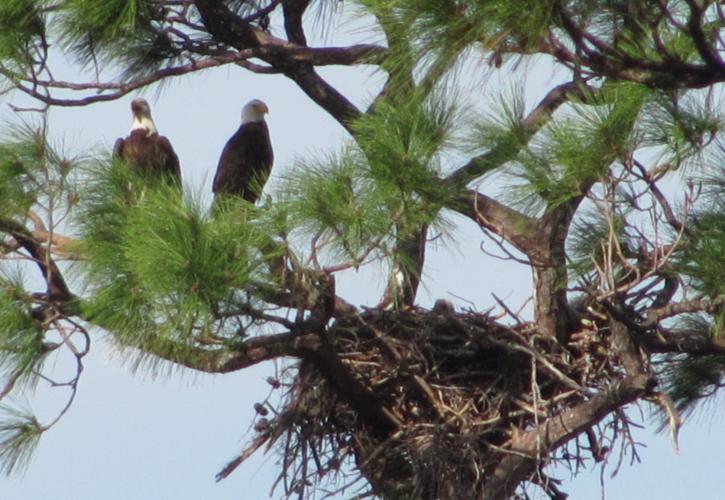 A view of two eagles by their nest.