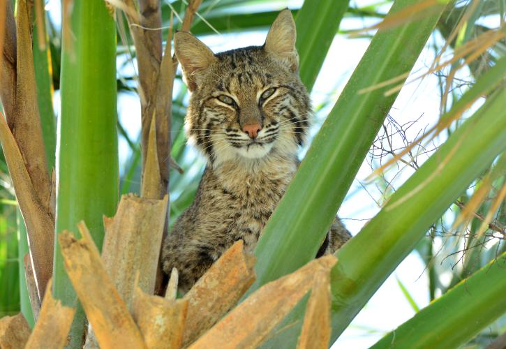 Bobcat at Indian River Lagoon Preserve State Park