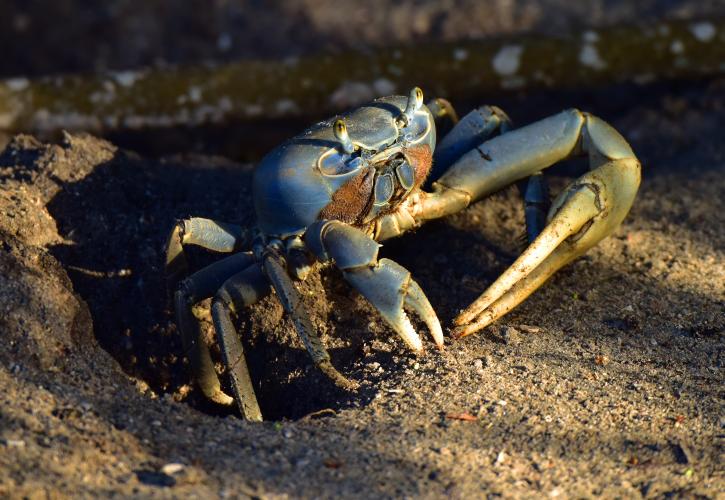 Crab at Indian River Lagoon Preserve State Park