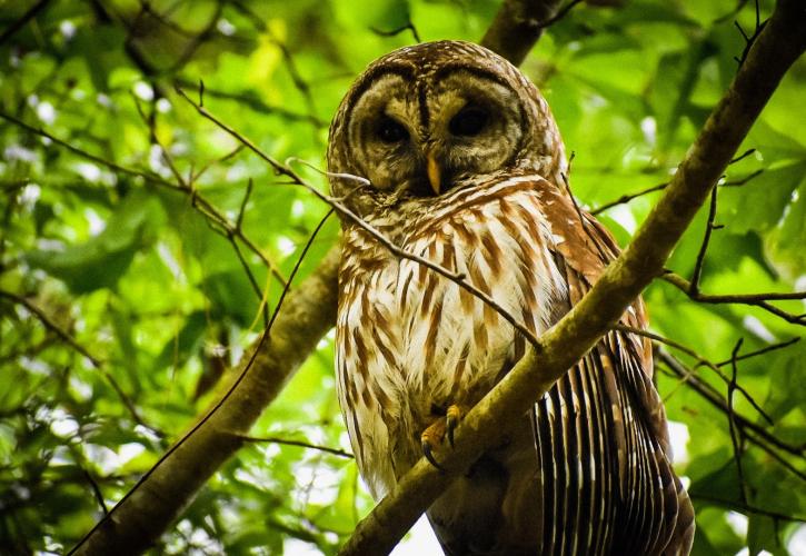 Barred Owl at Maclay Gardens