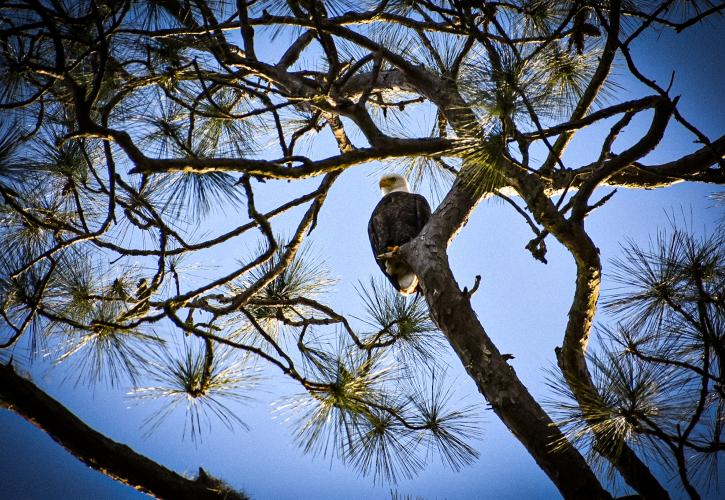 Bald Eagle at Maclay Gardens