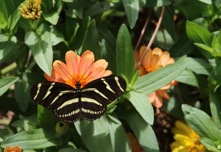 plants, insects, garden