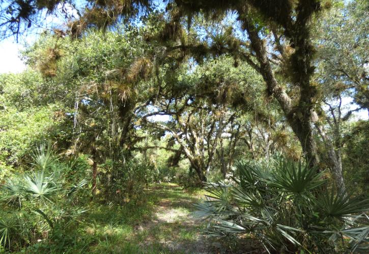 A trail with tall shade trees winds through the park near the entrance. One can see the resurrection ferns growing high in the live oaks.