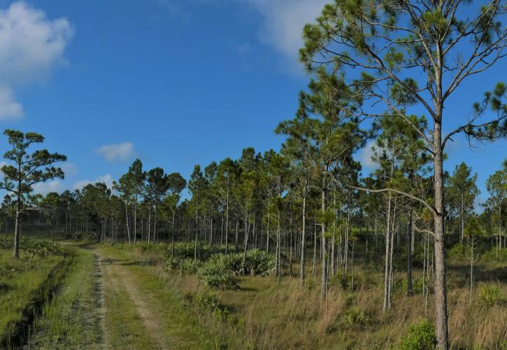 A road bisects an area of pine flatwoods with tall pines and low grasses.