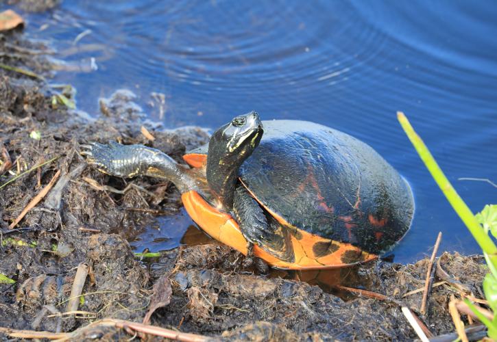 Turtle on water bank sunning