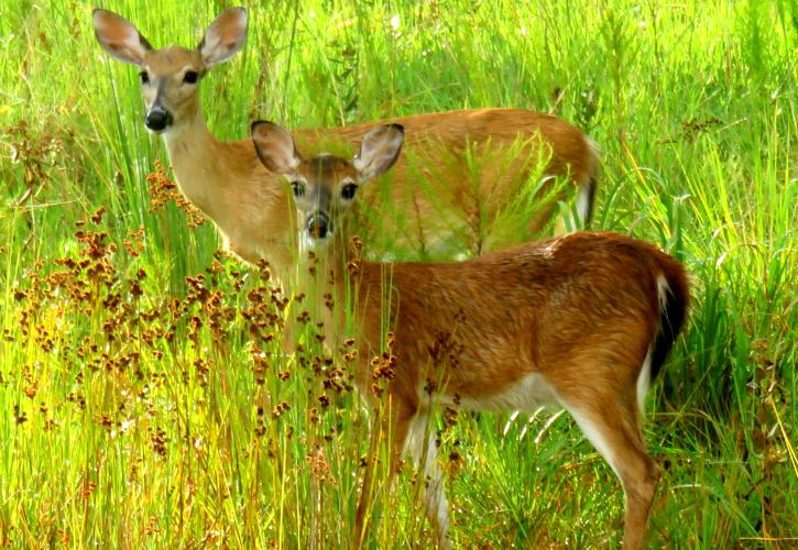 Two deer surrounded by lush green vegetation. 
