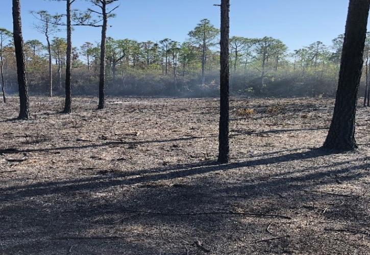 Successive burning: Any coppicing hardwoods are cut and allowed time to cure prior to the next prescribed burn. Each successive burn continues to reduce organic layers in the upper soil horizons, while increasing the relative abundance and distribution of native grasses.
