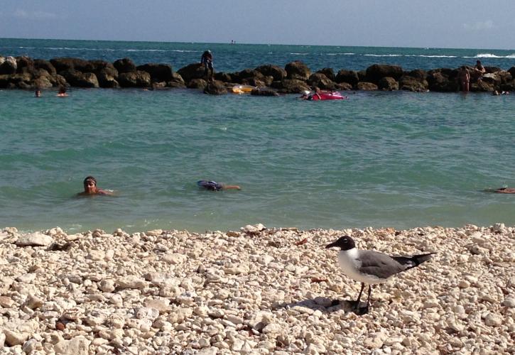 Swimmers with seagull watching from shore
