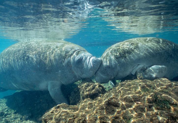 Two Manatees Swimming Together in Spring