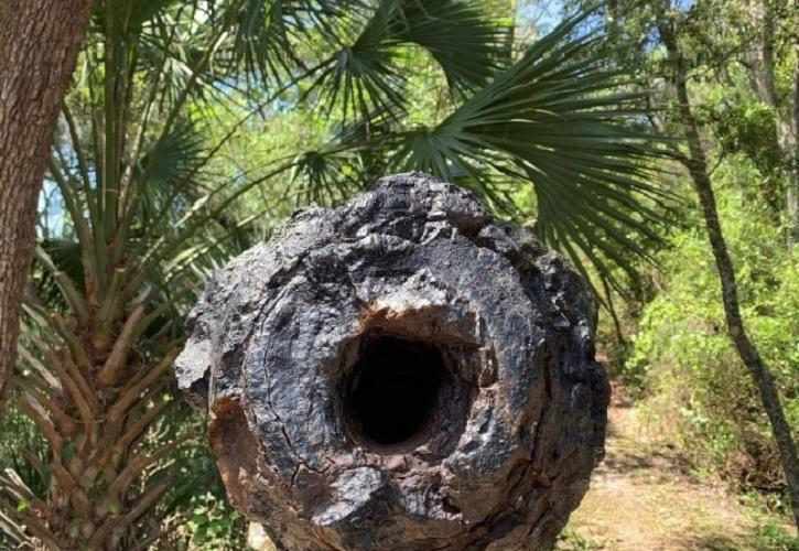 view of the mouth of a cannon with a saw palmetto and trees in the background