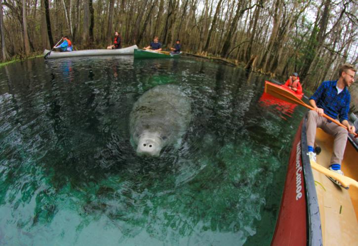 A manatee is seen emerging at the surface of the water next to a canoe at Ichetucknee Springs State Park.