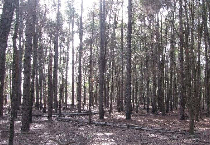 sun shines through a thick forest of thin pine trees