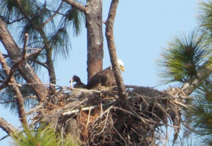 an adult and baby eagle in a nest