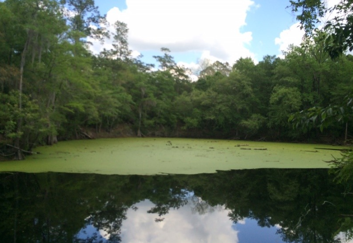 an algae covered lake ringed with trees