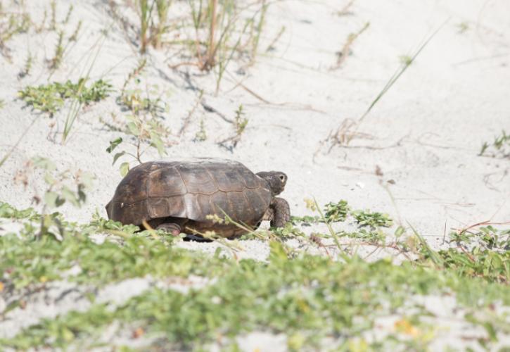 a gopher tortoise navigates a sand dune