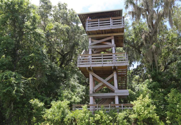 image of the paynes prairie observation tower surrounded by the hammock.