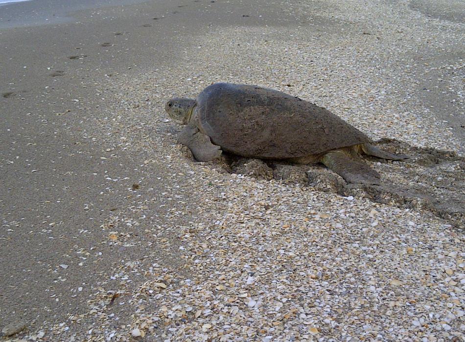 A nesting sea turtle on the beach.