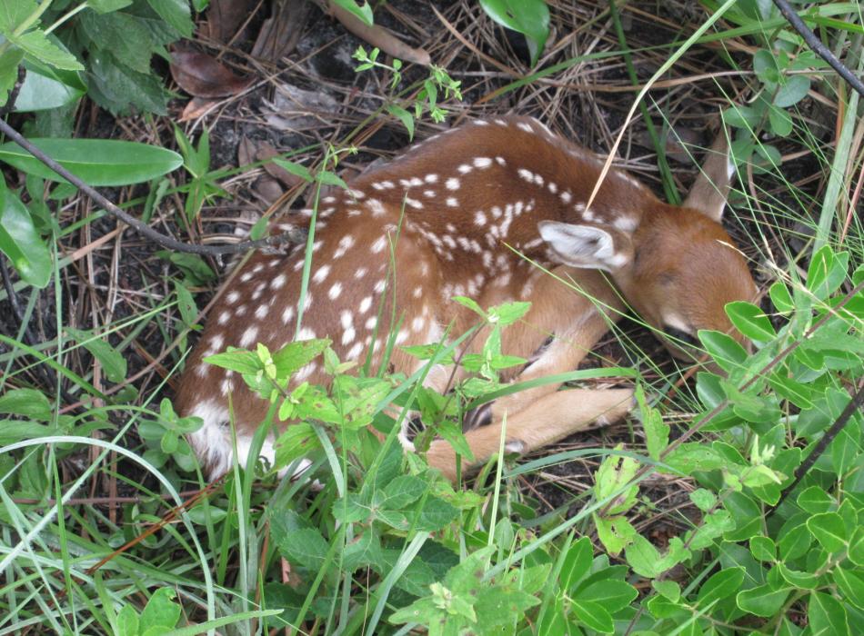 Spotted fawn curled up asleep in the grass. 