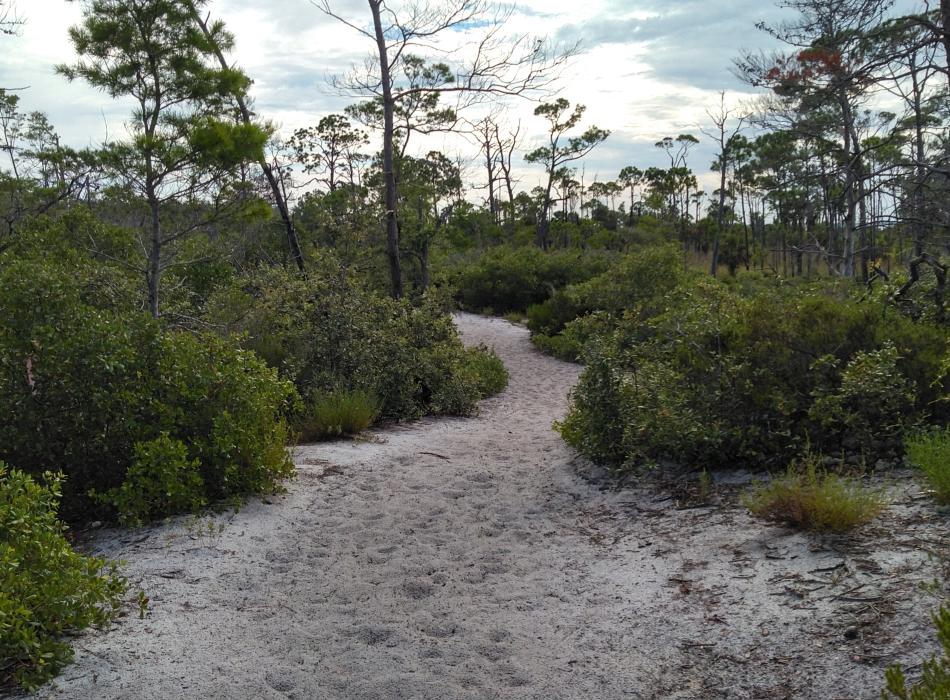 Sandy path travels through scrub habitat.  