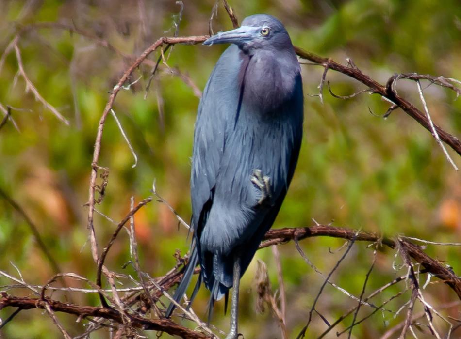 A view of a blue heron.