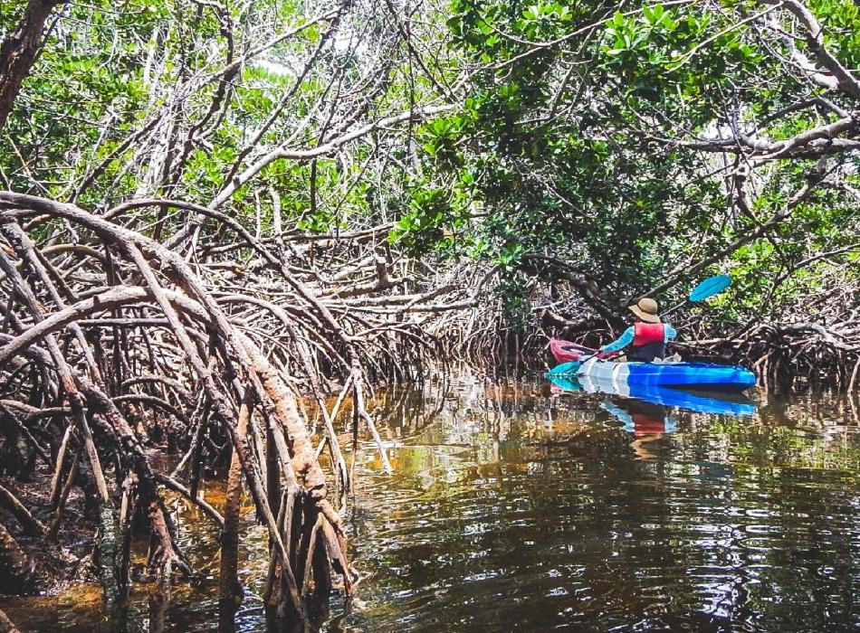 Mangrove Trees