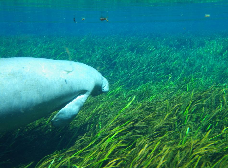 A view of a manatee underwater, swimming through the seagrass.