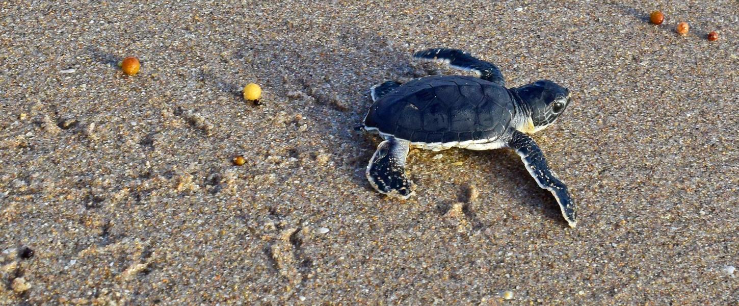 Green sea turtle hatchling heading to sea