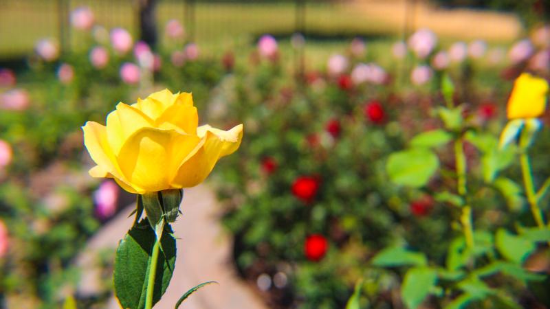A yellow rose in the foreground of the rose garden with red and pink roses in the background 