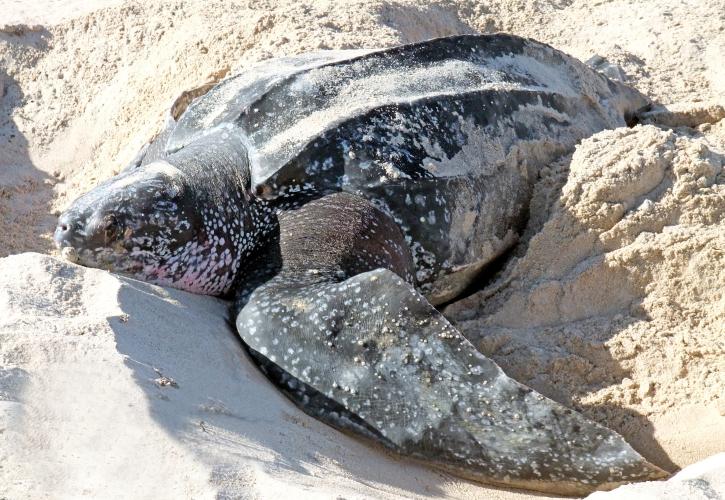 Leatherback sea turtle nesting in the day at SISP