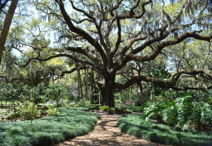 Washington Oaks Gardens Live Oak