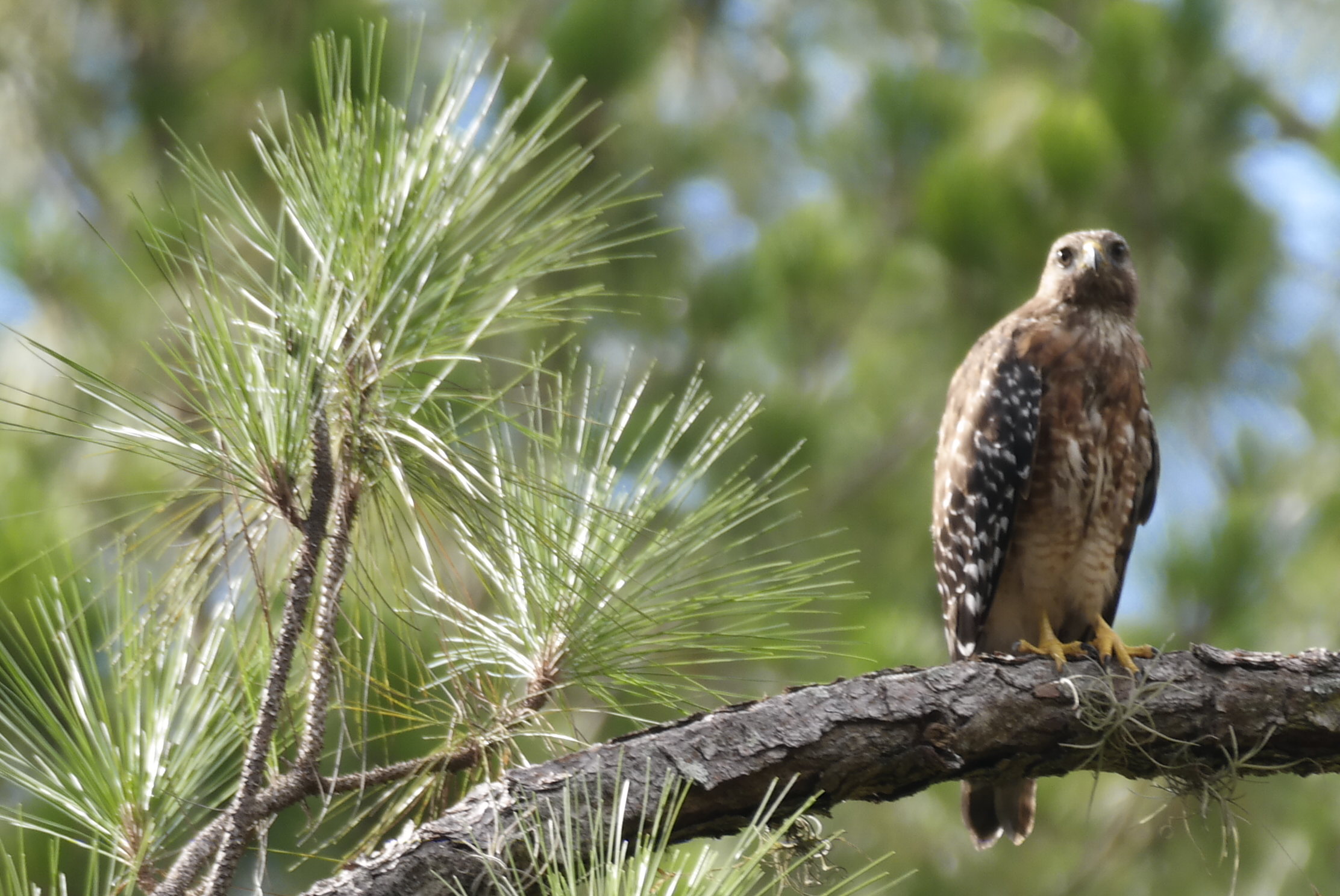 Red Shouldered Hawk perched on a branch
