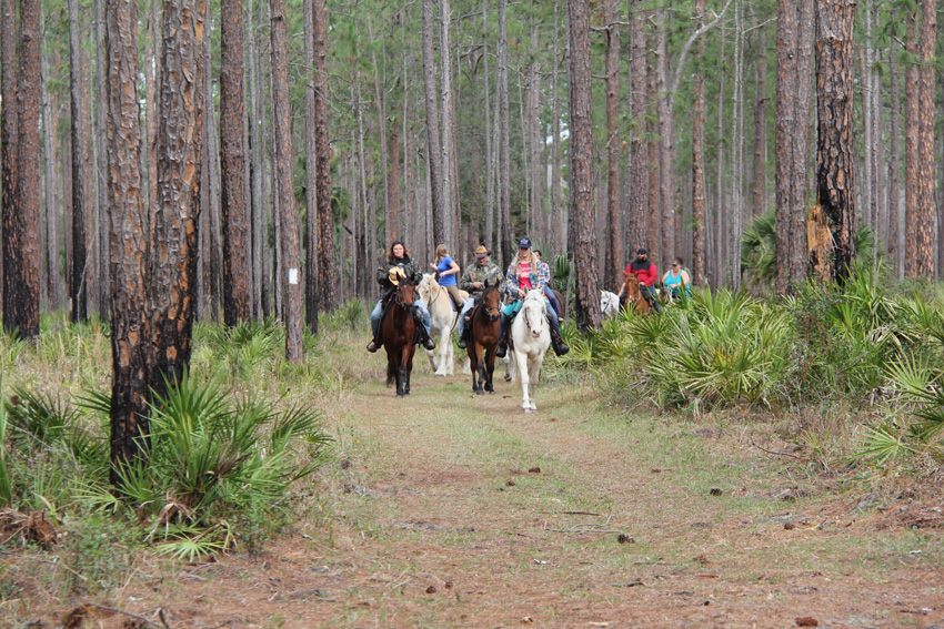Horseback riding group riding through a wooded trail