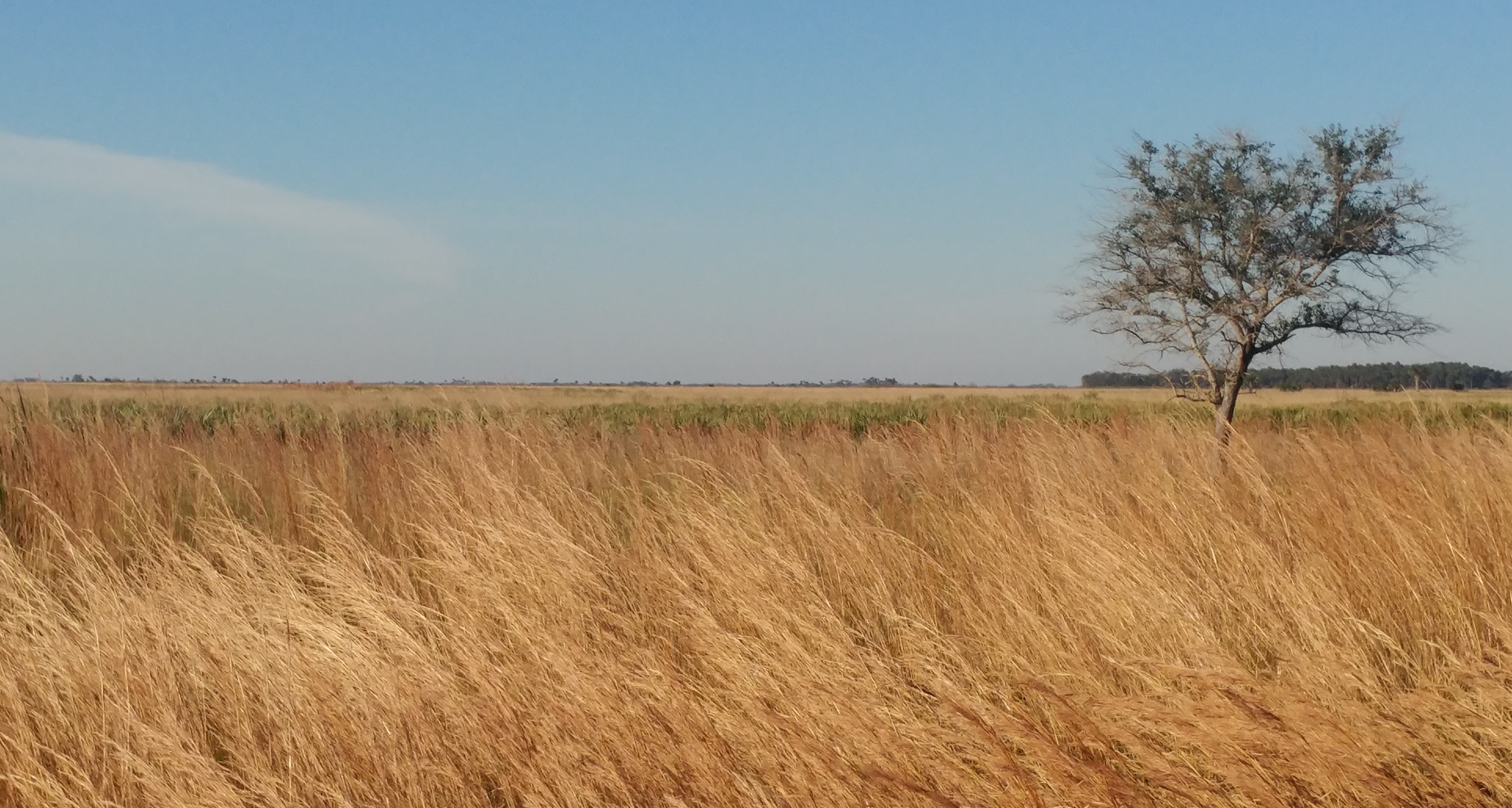A view of a dry prairie.