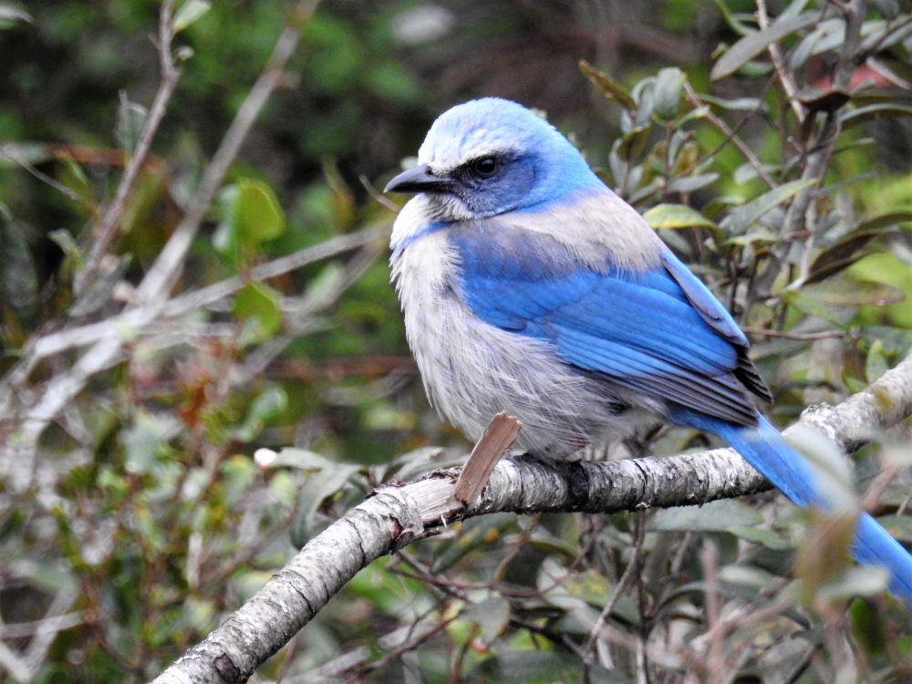 A blue scrub jay sits on a branch. 