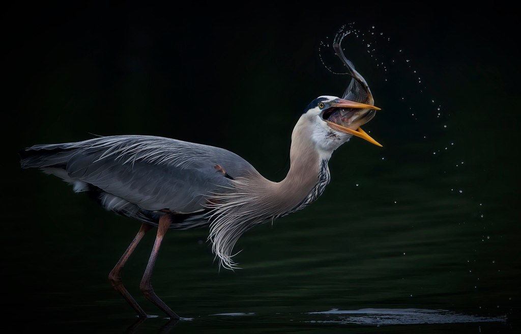 A great blue heron in the process of swallowing a fish. 