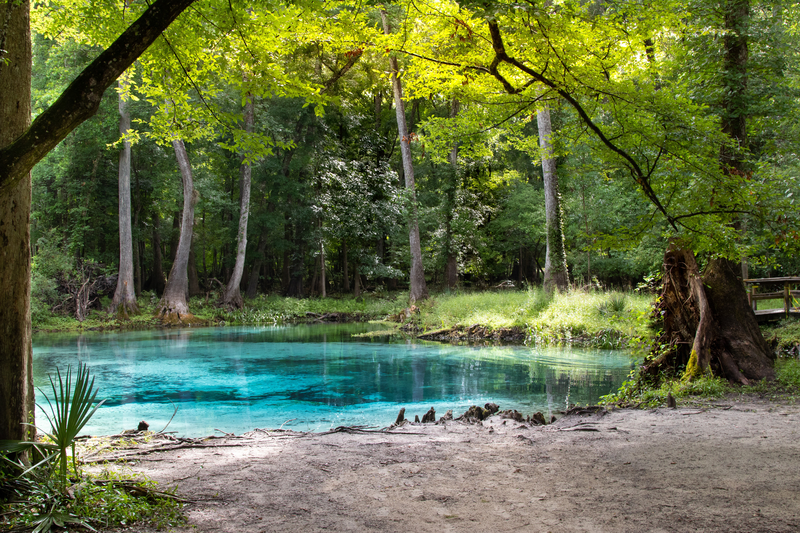 A spring view at Ruth B Kirby Gilchrist Blue Springs State Park surrounded by trees. 