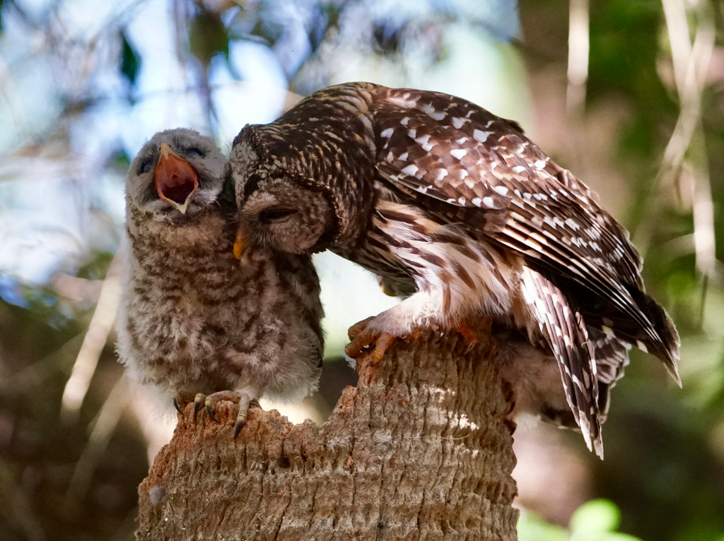 A mother and owlet barred owl on the top of a dead tree at Myakka River State Park.