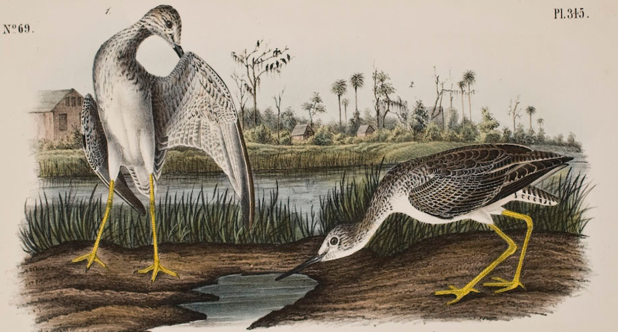 Audubon's painting of Tell-taled Godwit at Bulow Ville