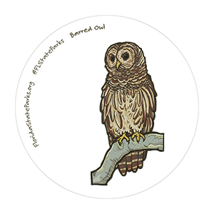 Barred Owl illustration