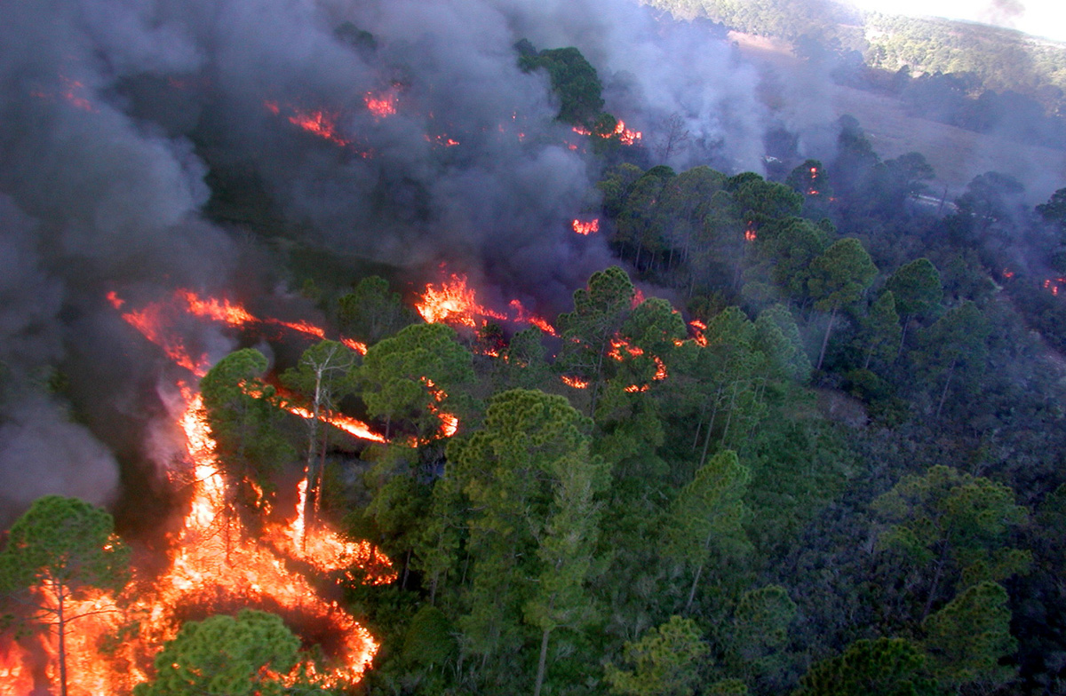 Aerial view of prescribed fire in pine trees with smoke blowing