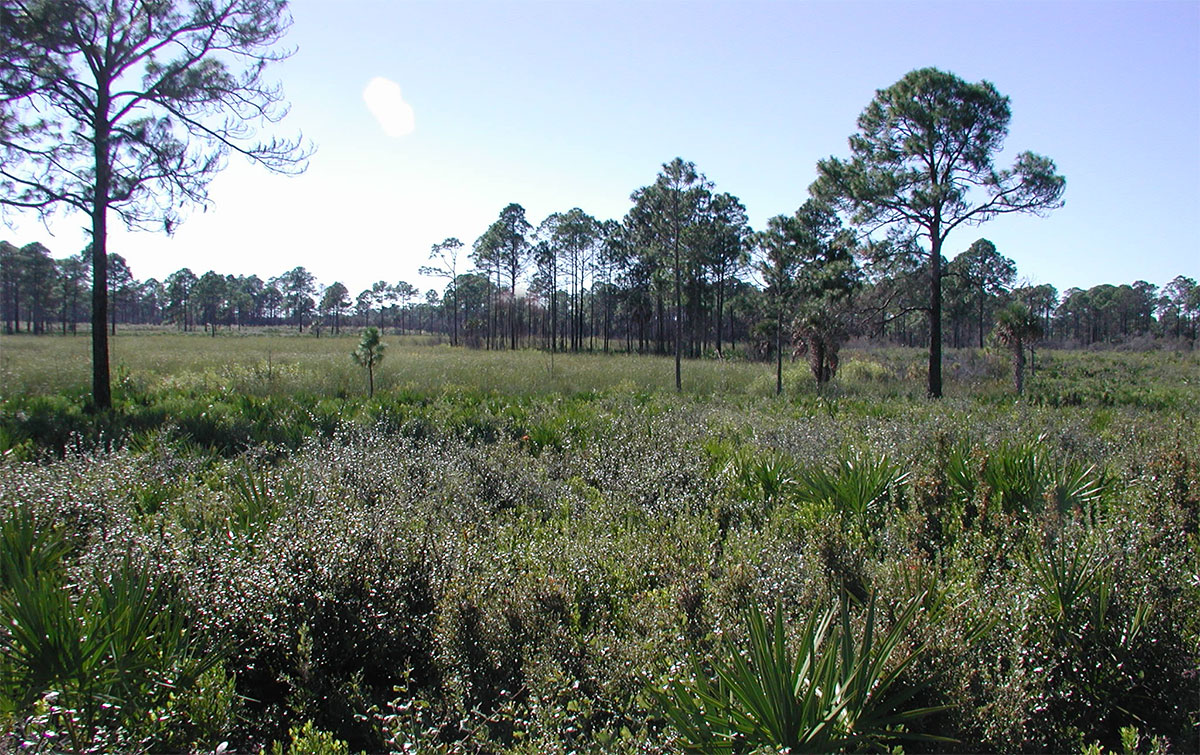 Vista of green vegetation and pines trees 