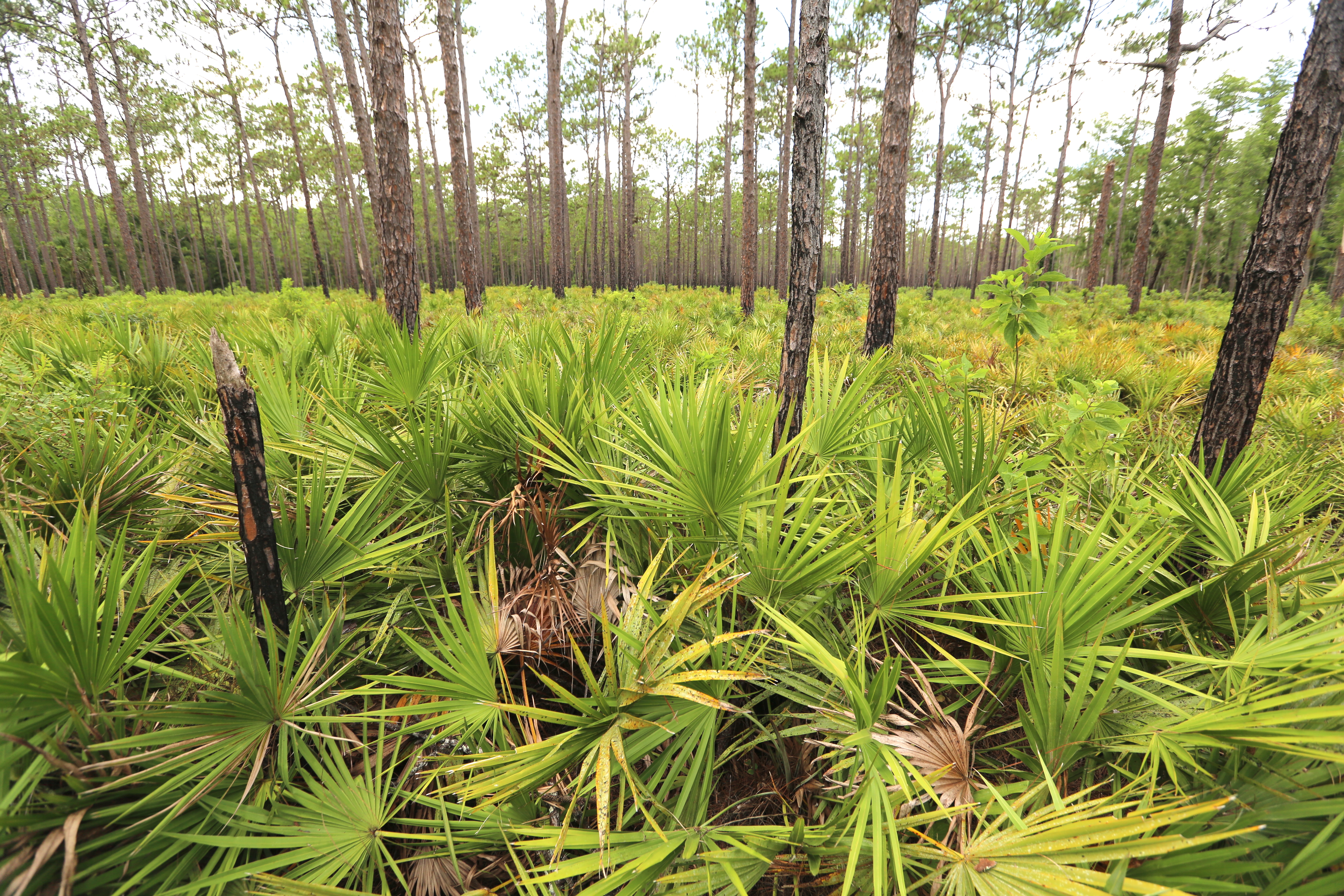 Saw palmetto in Colt Creek mesic flatwoods
