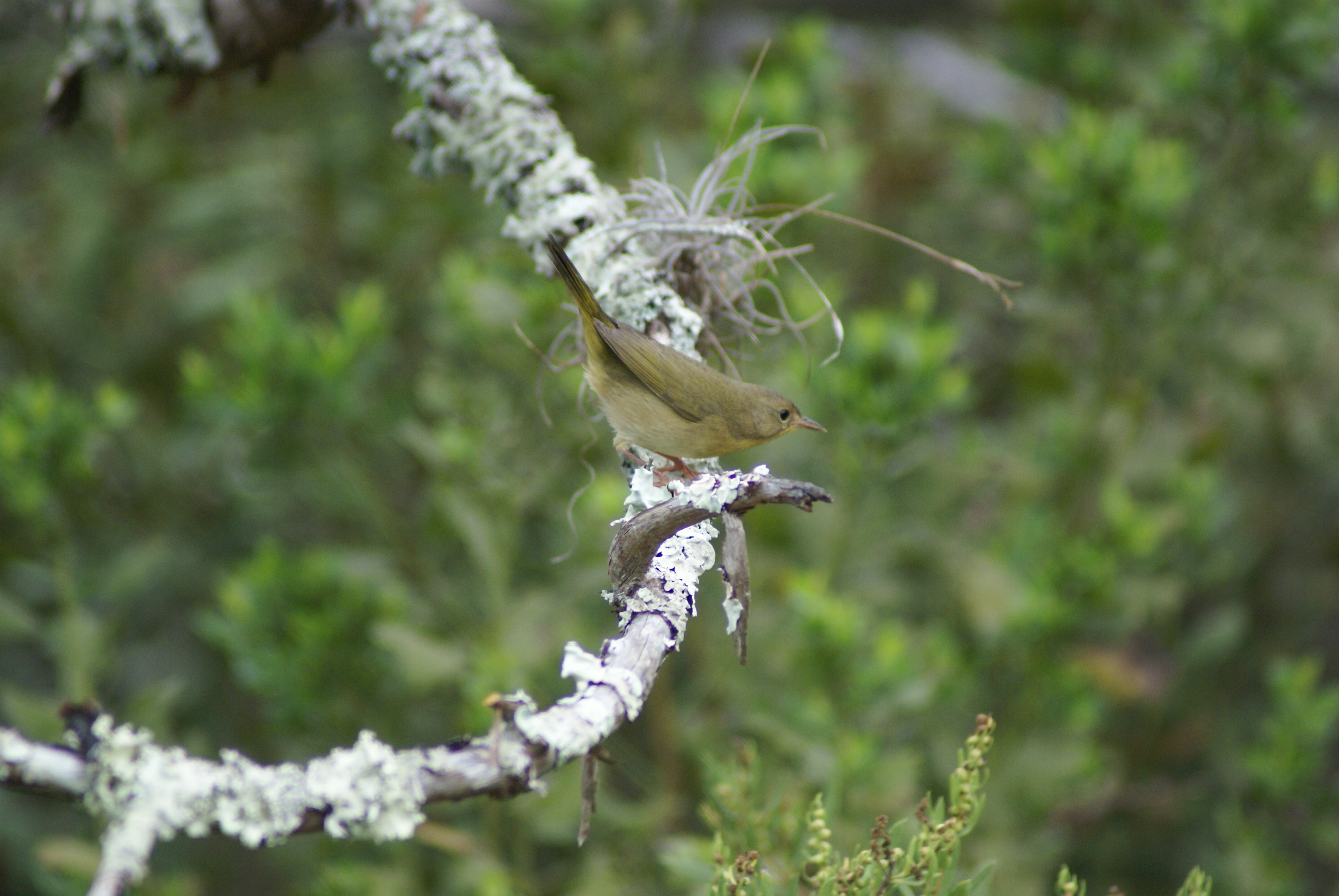 Common Yellowthroat on a lichen filled branch at Fort Mose