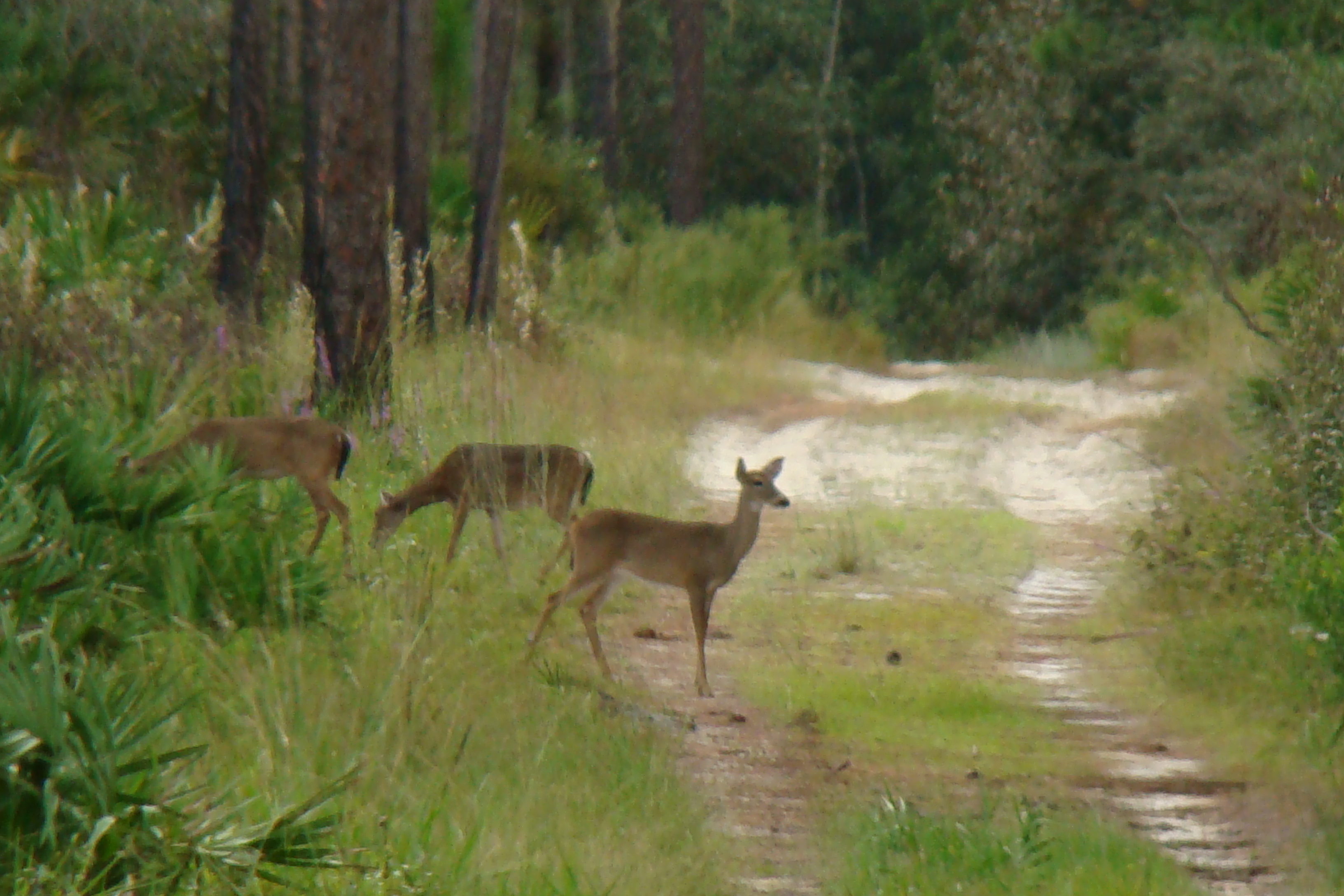 White-tailed deer crossing a road at Faver-Dykes State Park 